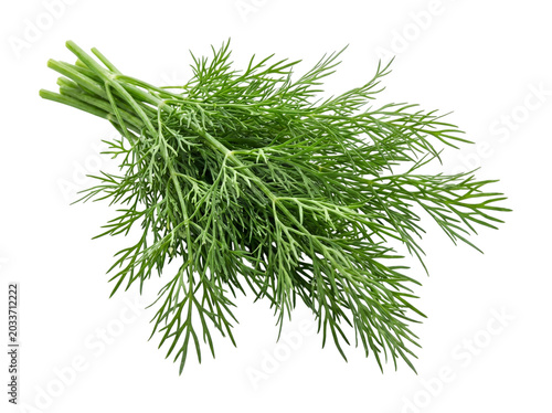Fotografie Dill isolated, isolated transparent background