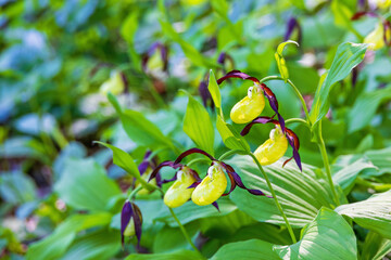 Wild Lady's-slipper orchid in bloom