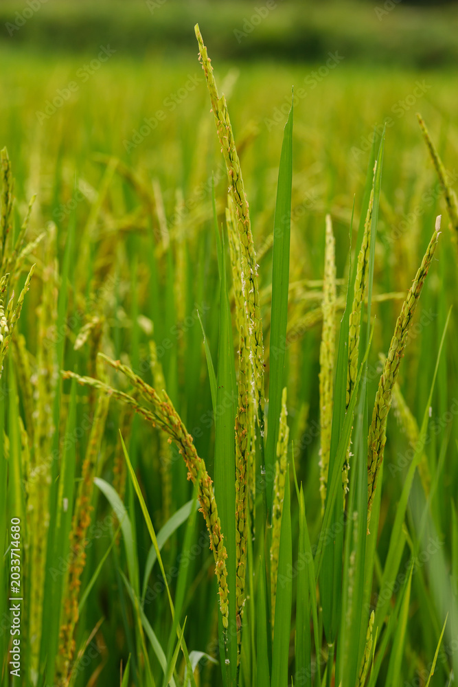 Fototapeta premium Young green rice ears emerging from the stalk, representing growth and agricultural productivity.