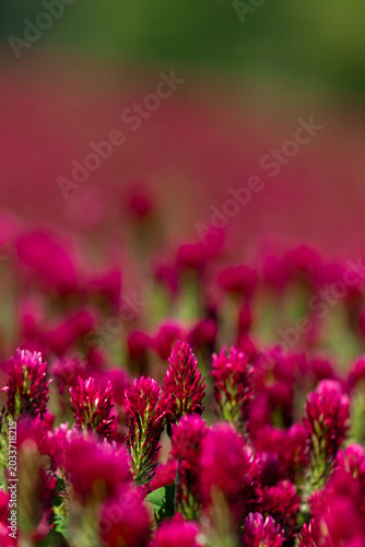 Red clover field with vibrant magenta flowers and shallow depth of field boke...
