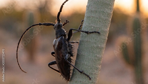Giant Palo Verde beetle crawling on a tree trunk in its natural desert habitat