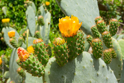Prickly pear cactus with blooming yellow flowers