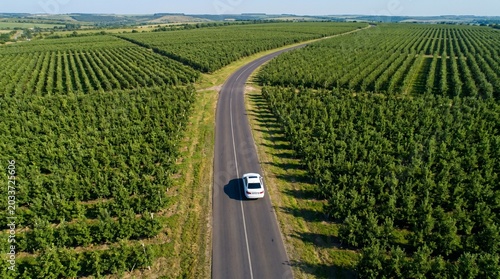 White car driving on a winding asphalt road through vast green orchards. Aerial view of agricultural fields and rural landscape under a clear blue sky.