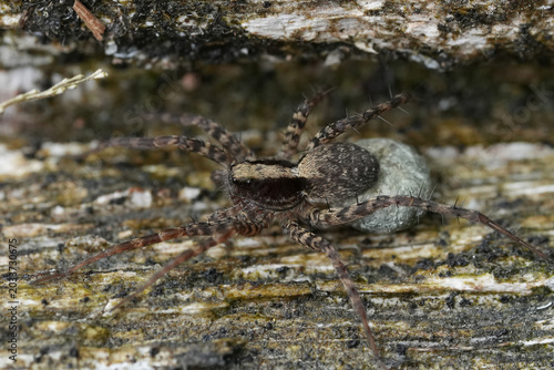 Photos Closeup on a common wolf spider species, Pardosa species , carrying an eggsac