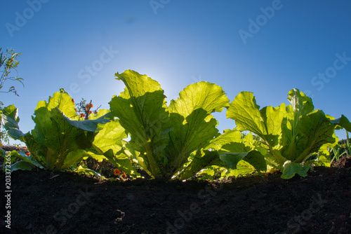 Napa cabbage heading in the field, glowing beautifully in the warm morning sun.
