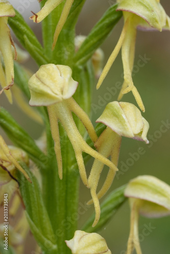 Tablou pe pânză Closeup on the endangered the man orchid, Orchis anthropophora, in the Viroin re
