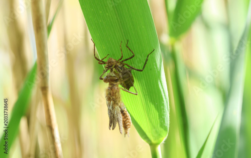 A rare Downy Emerald  Dragonfly (Cordulia aenea) emerging from its exuvium in the reeds at the edge of a pond.