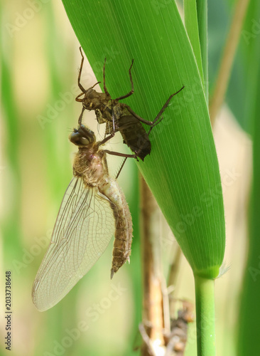 A rare Downy Emerald  Dragonfly (Cordulia aenea) emerging from its exuvium in the reeds at the edge of a pond.