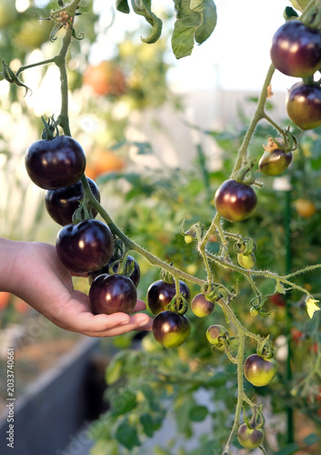 hand of farmer with black cherry tomatoes (Indigo Rose), growing and ripening in greenhouse. Variety of black color tomatoes. Organic raw vegetables gardening background. harvest season.