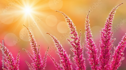 Pink astilbe flowers illuminated by warm sunlight on a summer day