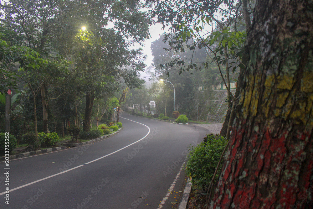 Obraz premium Quiet winding road surrounded by lush trees and soft morning mist, creating a peaceful atmospheric and liminal outdoor scene.