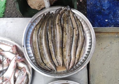 The zig-zag eel (Mastacembelus armatus), also known as the tire-track eel or marbled spiny eel is a species to the genus Mastacembelus. It is popular as a food fish in Southeast Asia.