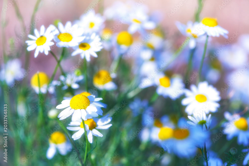 Fototapeta premium Nature background with spring flowers. Selective and soft focus. Close up.