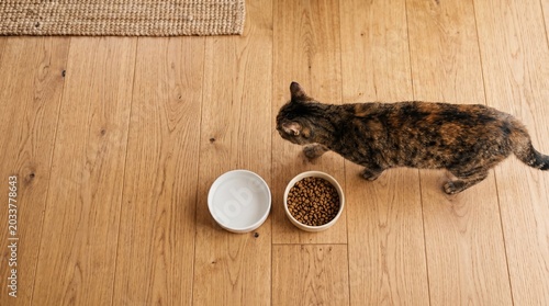 Cat walks around food and water bowls in a home during the day on wooden floor with a rug nearby