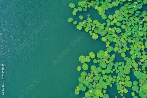Bird's-eye View of Lotus Leaves and Water