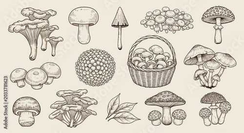 Принти на полотні Mushroom illustrations, various species and basket, botanical drawing, beige bac