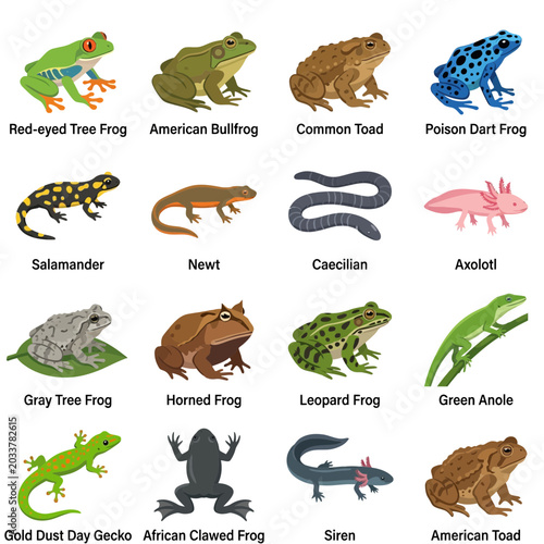Educational Chart of Diverse Amphibian and Reptile Species Names