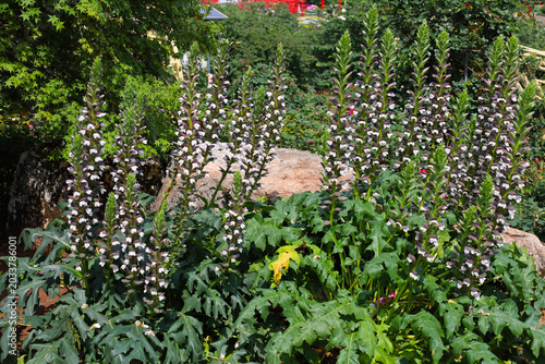 Quadro em tela Tall spikes of Acanthus mollis flowers blooming in a sunny garden