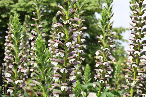 Foto Tall spikes of Acanthus mollis flowers blooming in a sunny garden