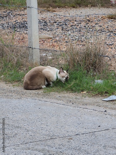 cat on the beach