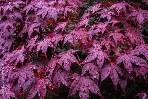 Closeup of bright color leaves maple with droplet on the branches in the autumn forest background. Copy space