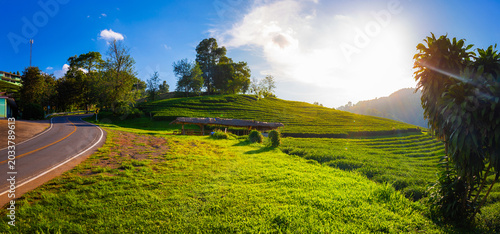landscape view of 101 tea plantation on blue sky and sunlight background with road mountain, tourist attraction at Doi Mae Salong Chiang Rai province in thailand.