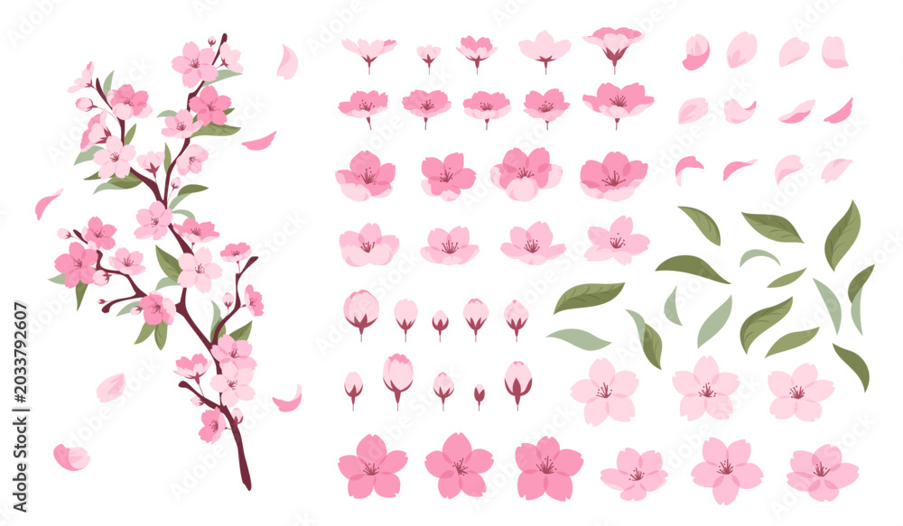 Obraz premium Sakura branch. Beautiful blooming tree, japanese cherry with pink flowers, delicate petals, twigs, leaves, different angles, spring botanical decoration tidy vector cartoon isolated set