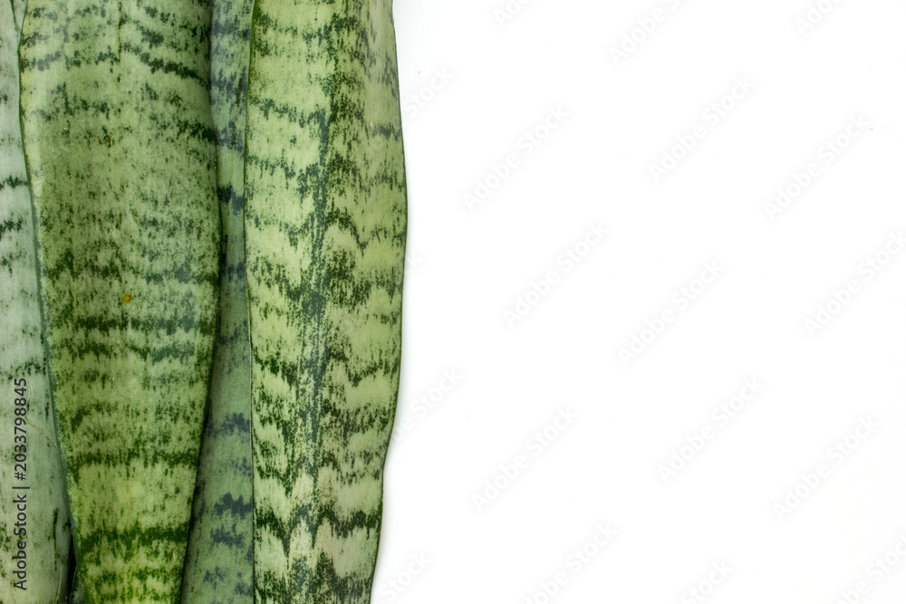 Fototapeta premium The background and texture of a close-up photo of mother-in-law's tongue leaf. Sansevieria (commonly known as Snake Plant or Mother-in-Law’s Tongue) is a genus of hardy, evergreen succulent plants nat