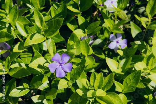 Photography Periwinkle flowers with green leaves in sunlight