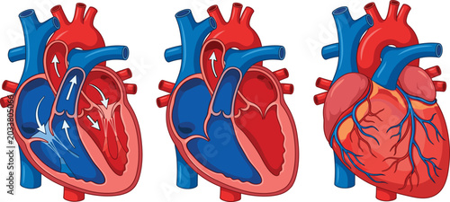 Fototapeta kuchenna Human heart anatomy and blood flow diagram vector illustration, medical cardiac cross section infographic isolated on white background