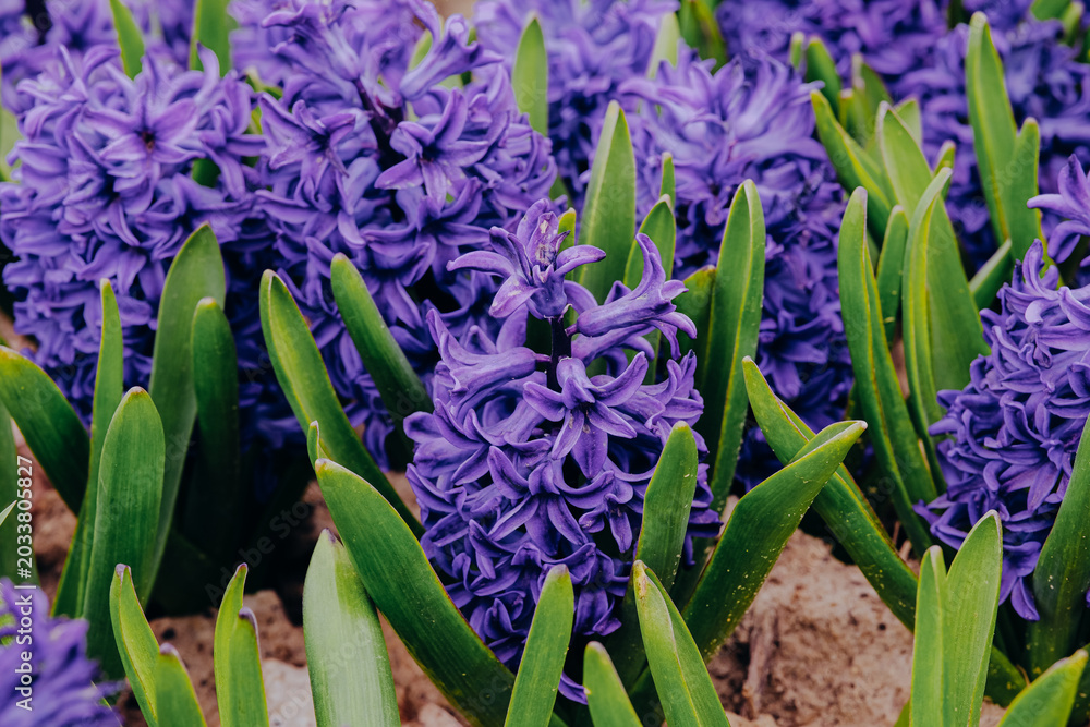 Obraz premium Purple hyacinth flowers blooming in garden soil