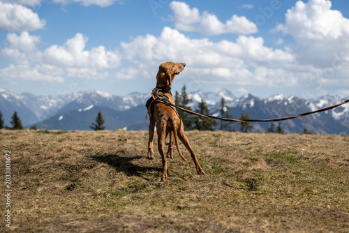 A scent hound on a leash enjoying the day in the austrian alps
