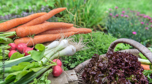 closeup on organic and bright vegetables  harvest in garden placed on  a plan...