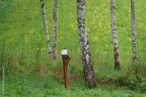 Photography Feeding wild animals with salt and nutritional supplements