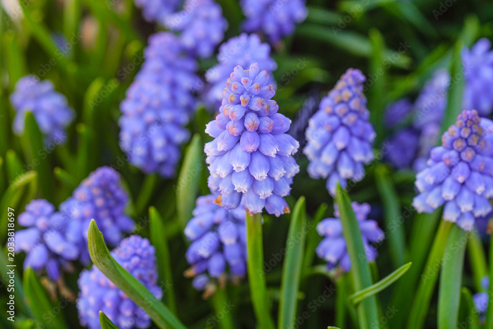 Fototapeta premium Cluster of blue grape hyacinth flowers in green foliage