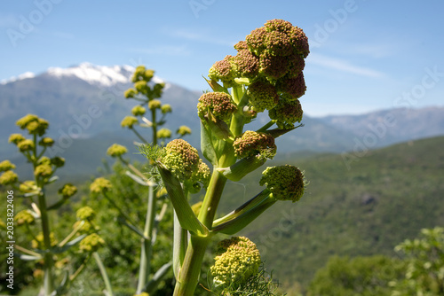 férule corse