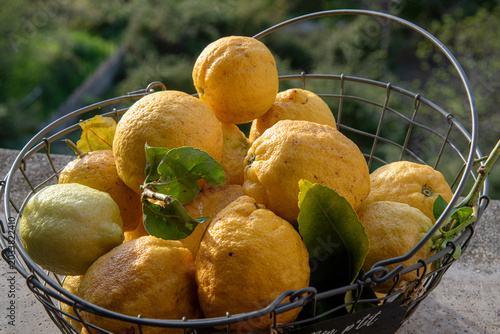 Citrons corse