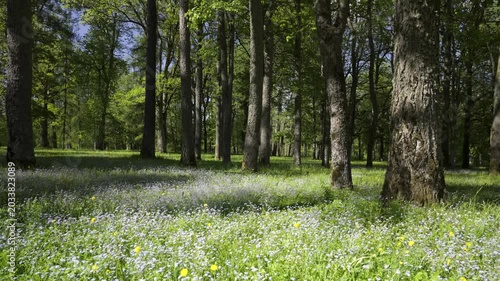 Ancient park with green grass and blue flowers in spring. Panorama of a walk in the park of tree cuts in Latvia