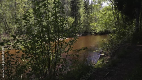 Walk in a real wild forest in spring. The clear water of the spring flows by the rock. Fir trees and moss grow on the red sandy rock. National prk of Latvia. 