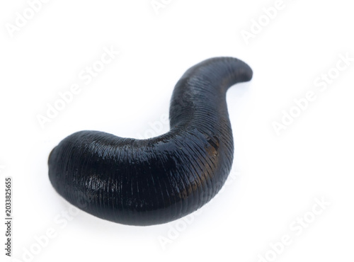 Bild auf Leinwand horseleech (Haemopsis gulo) in varying degrees of compression of the body during movement (compressed-unclenched), black strong grooved finish