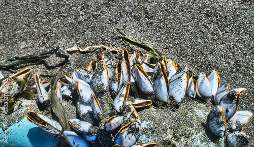 Foto Gooseneck Barnacles, acorn shells (Cirripedia), duck barnacle (Lepas anatifera) on shore Sea of Japan, Primorsky Krai