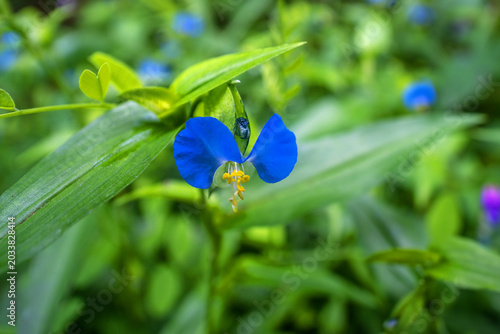 Bild auf Leinwand Commelina communis, commonly known as the Asiatic dayflower, is an herbaceous annual plant in the dayflower family