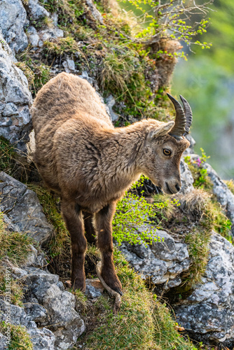 Steinbock Sonnenuntergang Hochlantsch - Almenland - Oststeiermark