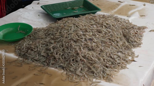large pile of small fresh shrimp on a wet and dirty counter at Sri Lanka Fish Market close up