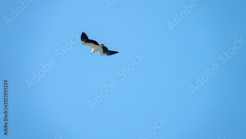 Bild auf Leinwand Adult White-bellied sea eagle (Icthyophaga leucogaster) soars over the Andaman Sea coast, catching fish and clashing with crows