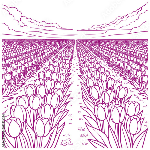 Purple line of a vast tulip field with clouds flowers