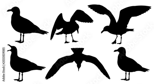 Photography Seagull silhouettes, flying birds, black and white illustration, nature backgrou