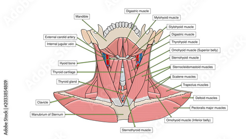 Quadro em tela Human Neck Muscles Anatomy Vector Diagram
