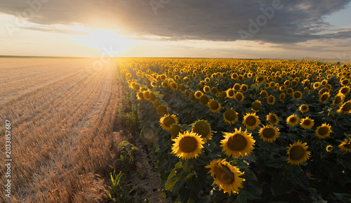 Foto Golden sunflower field at sunset beside harvested wheat field