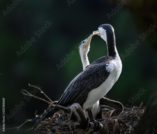 Bild auf Leinwand Pied shag chick pecks parent’s beak to feed them